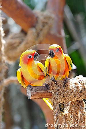 Two bright orange sun conures Stock Photo