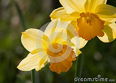 Two bright yellow daffodil flowers, Narcissus, blooming in the spring sunshine, close-up Stock Photo