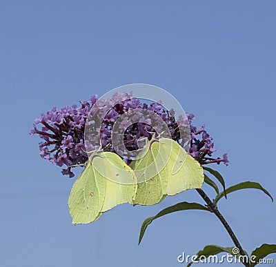 Two Brimstone butterflies perched on a buddleia panicle Stock Photo