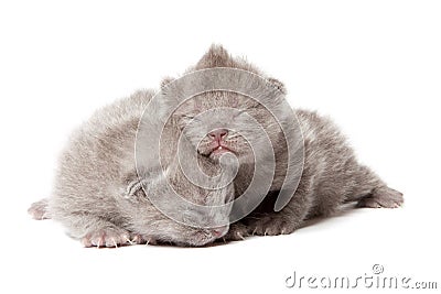 Two british blue shothair kittens Stock Photo