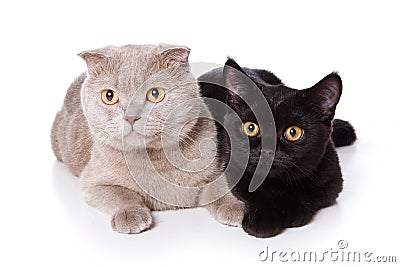 Two british cats black and gray isolated on white Stock Photo