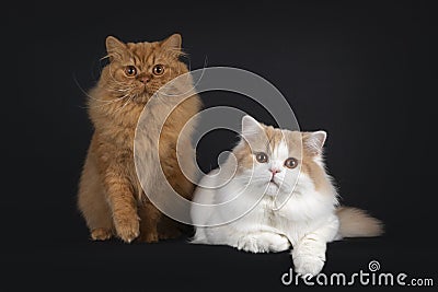 Two British Longahir cats on black background Stock Photo