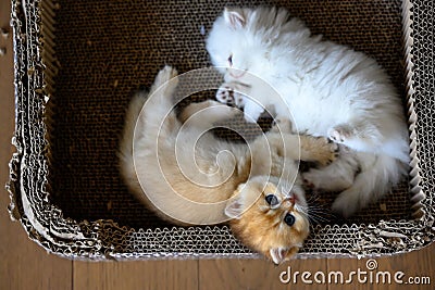 Two British Shorthair kittens playing happily lying in a cardboard box View from above, white and orange cats are naughty Stock Photo