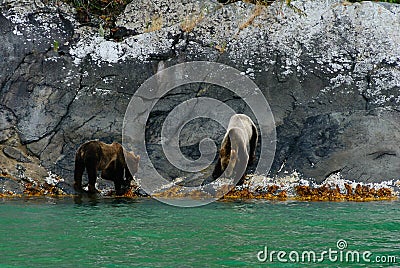 Two brother grizzly bears walk over a rugged coastline in search of food in the Great Bear Rainforest Stock Photo