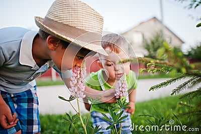 Two brothers sniffing flowers, little nature researchers Stock Photo