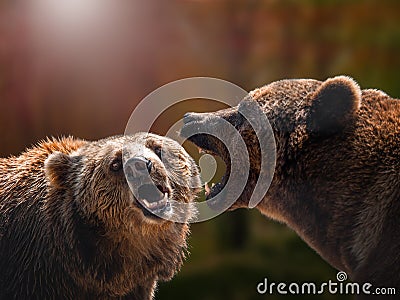 two brown bears Kamchatka Nature Reserve. brown bear. Stock Photo