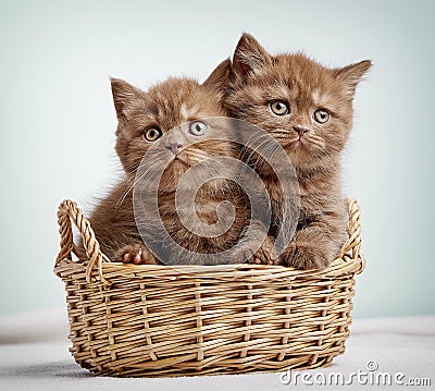 Two brown british shorthair kittens Stock Photo