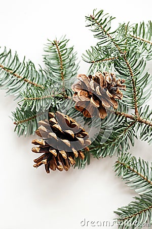 Two brown cones on the background of a spruce branch. white background Stock Photo