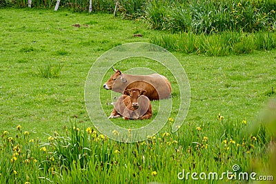 Two brown cows in a green field. Happy bovines in nature Stock Photo