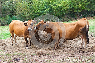 Two brown cows near the haystack on the farm Stock Photo