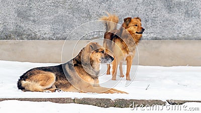 Two brown dogs guard the farm in the snow in winter Stock Photo