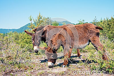 Two brown donkeys at riparian zone Isar river Bad Tolz, upper bavaria Stock Photo