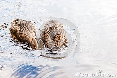 Two brown ducks, ducklings diving to catch the food in lake near the beach, feeding time. Water birds species in the waterfowl Stock Photo