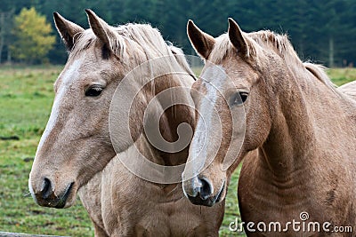 Two brown horses Stock Photo