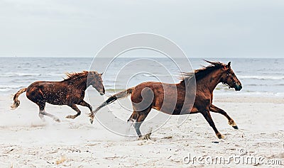 Two brown horses running fast on the seashore. Stock Photo