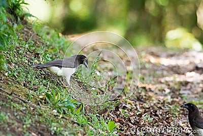 Psilorhinus morio Stock Photo