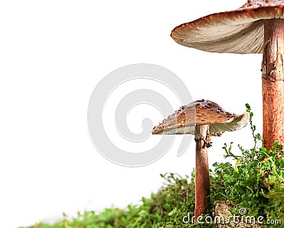 Two brown mushrooms on wet and humid green mossy forest floor. Isolated on white Stock Photo