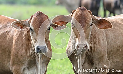 Two brown oxen on a fattening regimen Stock Photo