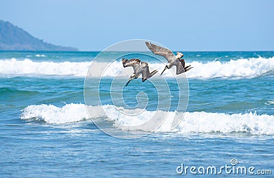 Two adult brown pelicans getting ready to dive into the ocean Stock Photo