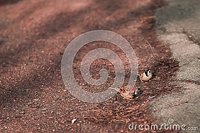 Two brown sparrows on a the ground Stock Photo