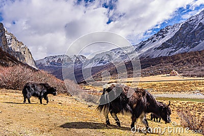 Two brown tibetan yaks in a pasture of snow mountains at Yading Stock Photo