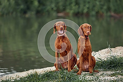 Two brown young dogs of the Hungarian Vizsla breed are playing in the meadow on a summer day. The concept of goods for animals, Stock Photo