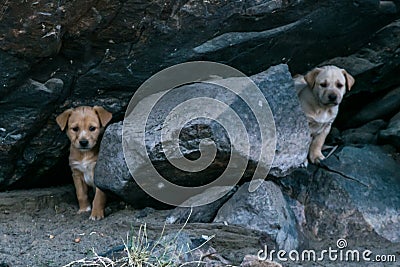 Two Brown young dogs sitting in the woods Stock Photo