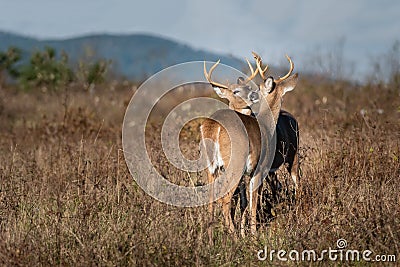 Two bucks grooming each other Stock Photo