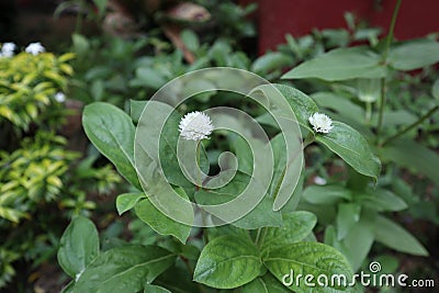 Two bud shape white floret flowers and leaves in garden Stock Photo