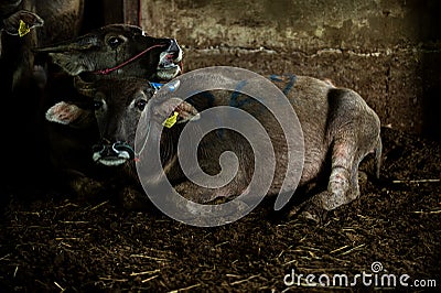 Two buffalo sat on the ground in the slaughterhouse. One was crying, with a startled and terrified gesture. Poor eyes and compassi Stock Photo