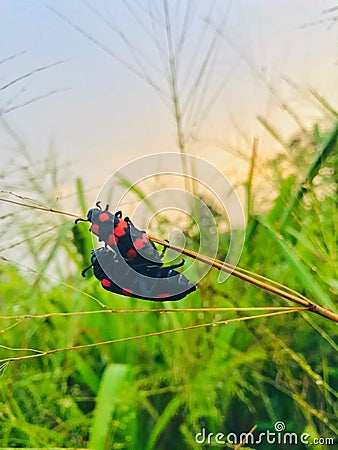 Two bugs are eating on the grass at beautifull evening. Stock Photo