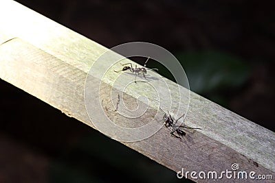 Two Bullet Ants on a wood rail in the rain forest of Madre de Dios, Peru Stock Photo