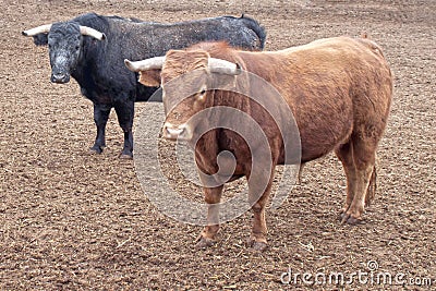 Two bulls, one black, another brown looking you Stock Photo