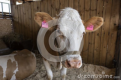 Two bulls are standing in cattle pen. Meat animal husbandry. Stock Photo