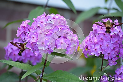 Two Bumble Bee Moths Stock Photo