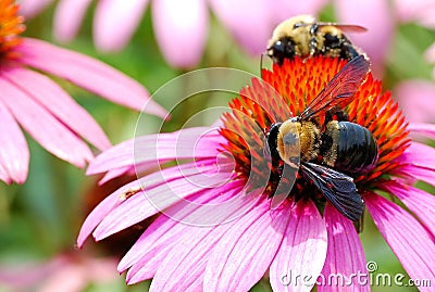 Two Bumble Bees Hard at Work Harvesting Pollen From a Large Echinacea Flower Stock Photo