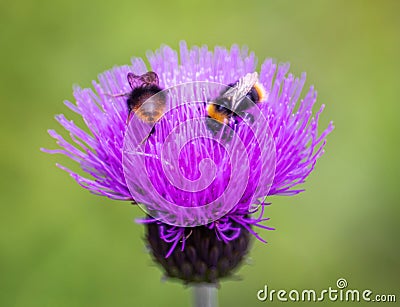 Two Bumblebees on thistle head Stock Photo