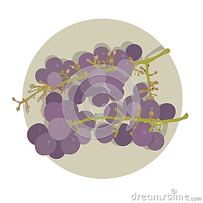 Two bunches of purple grape Vector Illustration
