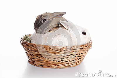 Two bunnies in brown basket Stock Photo