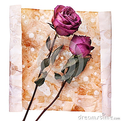 Two burgundy rose flowers on painted crumpled aged paper background close up isolated on white, holiday invitation, greeting card Stock Photo