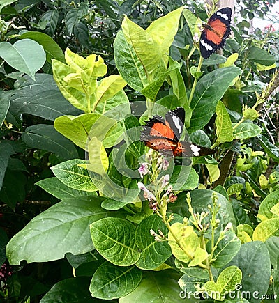 Two Butterflies. Stock Photo