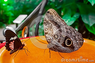 Two butterflies eating at a trough Stock Photo