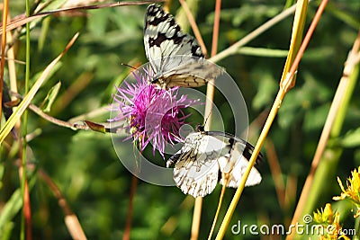 Two butterflies feeding on a flower, santiso, la coruÃ±a Stock Photo