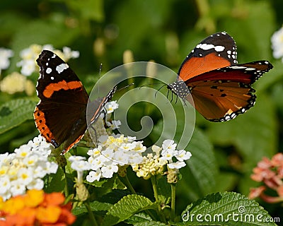 The butterflies Stock Photo