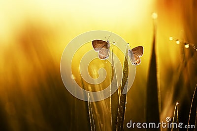 Two butterflies on the leaves Stock Photo