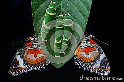 Two butterflies perched on guava leaves eaten by caterpillars. Stock Photo