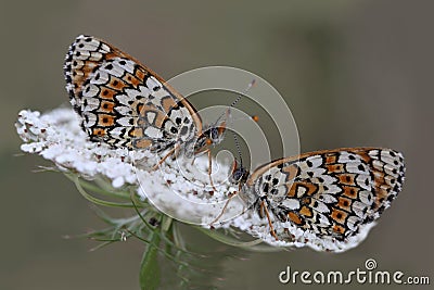 Two butterflies that sit on the umbrella yarrow Stock Photo