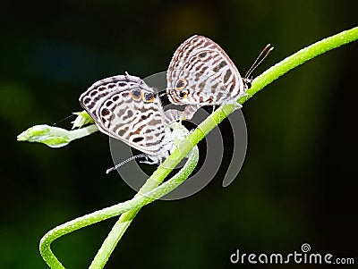 Two butterfly couple mate love life on green ivy plant tree . Isolated on black background. wildlife animal insect in botanic gard Stock Photo