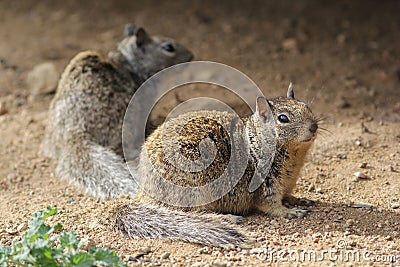 Two California Ground Squirrels Stock Photo