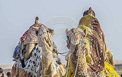 Two camel close up Kutch Stock Photo